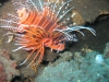 Lionfish