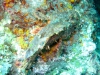 Rockfisb