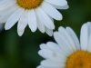En de tuin meestal ook