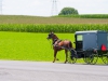 En natuurlijk de buggys