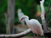 En vogels