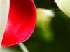 Bezoek aan vlindertuin, natuurlijk ook bloemen