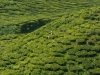 Uitzicht op Thee plantage vanuit Teashop