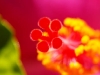Wat pielen met macro