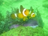 Nemo, die zaten er genoeg