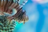 Lionfish