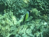 Super snorkelen