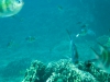 Snorkelen bij Menjangan