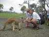 Kangaroes voeren